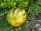 Cucurbita maxima Cabaza GFDL.jpg