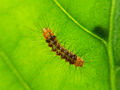 Larva