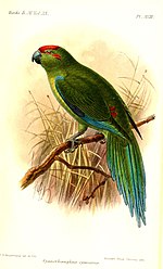 Thumbnail for Kermadec red-crowned parakeet