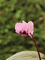 * Nomination Cyclamen coum. Blooms February March.-- Famberhorst 16:06, 17 March 2014 (UTC) * Promotion Good quality, but haven't we seen this already? --Uoaei1 19:43, 17 March 2014 (UTC)  Comment that was https://commons.wikimedia.org/wiki/File:Cyclaam_coum_03.JPG -- Famberhorst 05:56, 18 March 2014 (UTC)