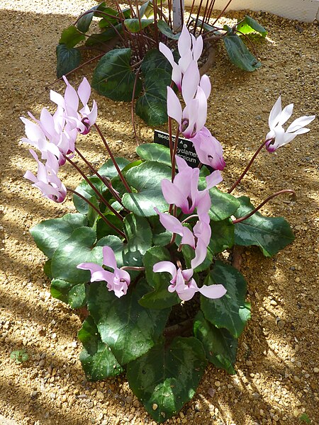 File:Cyclamen persicum (Myrsinaceae) plant 2.jpg