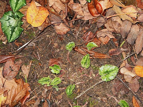 Cyclamen pseudibericum leaves.jpg