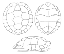 The pattern of scutes on the carapace (upper left) and plastron (upper right) of the shell of Cyclemys: Shown in broken lines are the secondary divisions of the abdominal scutes, a distinguishing characteristic of the genus which only occurs in adults. Cyclemys carapace and plastron.png