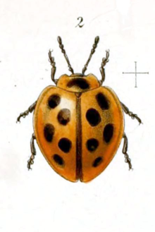 Cyclotoma cingalensis.png