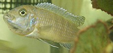 Cynotilapia afra femelle.jpg