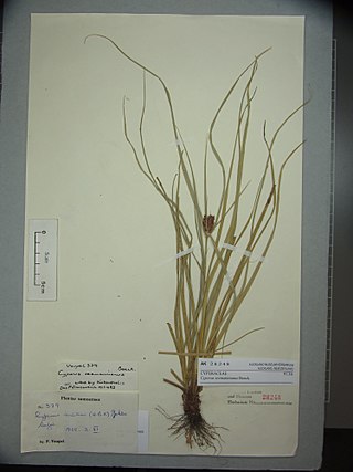 <i>Cyperus seemannianus</i> Species of sedge