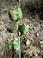 A Torà (Segarra - Catalunya)