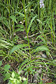 Français : Dactylorhiza fuchsii Mont-Plaisir à Glatigny (Oise), France