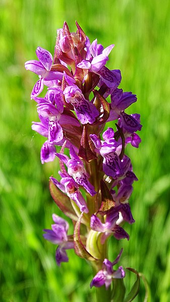 File:Dactylorhiza incarnata 47.jpg