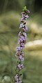 * Nomination: Daphne mezereum --Richard Bartz 23:25, 24 February 2009 (UTC) * Review  Comment Good quality, but the DOF is very narrow... I'd like to have all the flowers in focus. Also, I'm not enthusiast about the centred composition here. --Eusebius 13:58, 3 March 2009 (UTC)