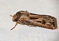 Dark Sword Grass Moth (Agrotis ipsilon) (32368539542).jpg