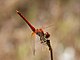 Darter August 2007-3.jpg