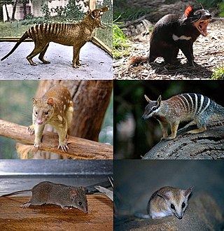 <span class="mw-page-title-main">Dasyuromorphia</span> Taxon of carnivorous marsupials