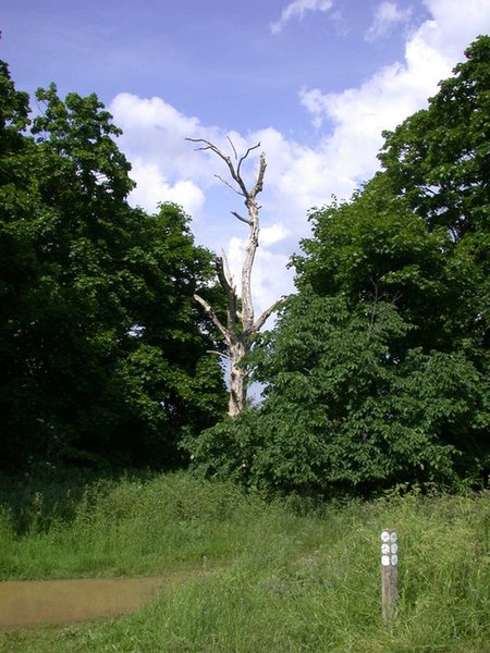 File:Dead tree by Icknield Way - geograph.org.uk - 833321.jpg