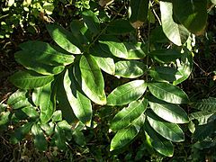 Deinbollia oblongifolia leaves.JPG