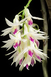 Dendrobium amethystoglossum Rchb.f., Gard. Хрон. 1872109 (1872) (49750197841) .jpg