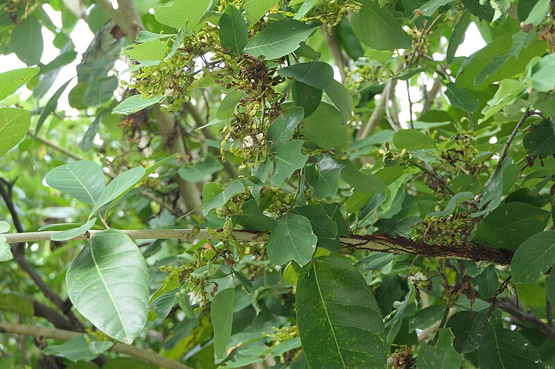 File:Dendrolobium umbellatum (L.) Benth. (52265108534).jpg