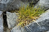 Deschampsia antarctica, la canche antarctique, espèce endémique de la péninsule Antarctique.