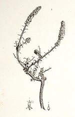 Miniatura para Agathophora alopecuroides