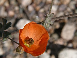 <i>Sphaeralcea ambigua</i> Species of flowering plant