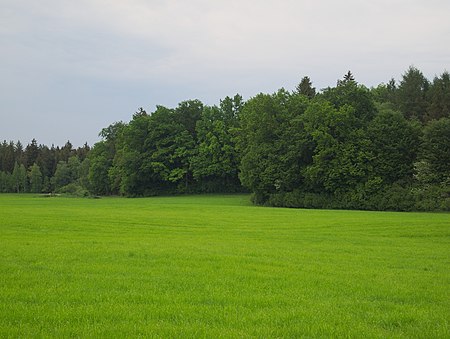 Dettenhofer Filz und Hälsle