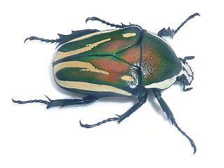 <i>Dicronorhina derbyana</i> Species of beetle
