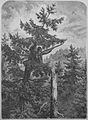 Die Gartenlaube (1867) b 133.jpg (S) Griesheimer Tannenzapfenbrecher. Nach der Natur gezeichnet von H. Leutemann.