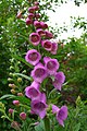 * Nomination: Purple foxglove (Digitalis purpurea) --RoxFuchs 11:06, 29 July 2020 (UTC) * * Review needed