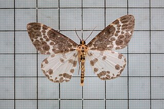 <i>Dilophodes elegans</i> Species of moth