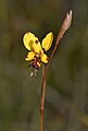 Diuris laxiflora