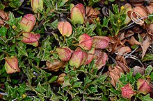 Dodonaea procumbens fruit.jpg