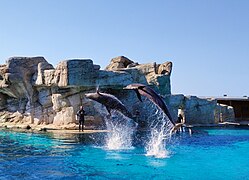 Dolphinarium at Oltremare - Riccione (Naturalistic-technological theme park).jpg