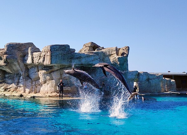 Image: Dolphinarium at Oltremare   Riccione (Naturalistic technological theme park)