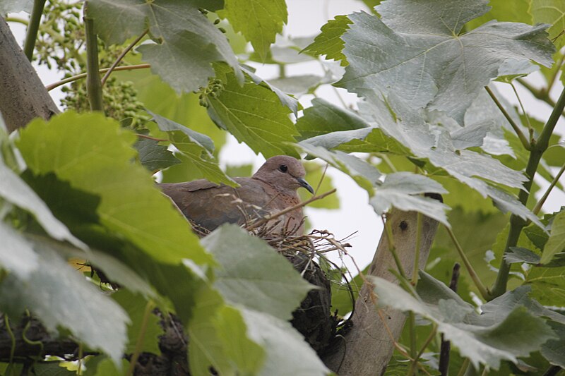 File:Dove's nest (9472125947).jpg