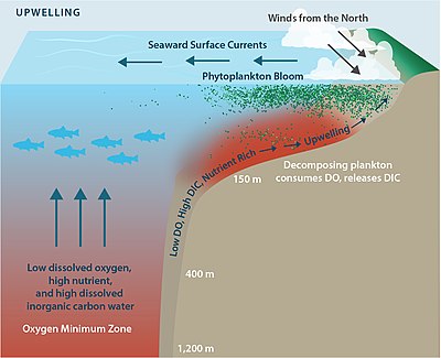 This diagram shows the processes leading to hypoxia on the continental shelf. Water that is upwelled along the coast is low in oxygen but high in nutrients. Once the water reaches the surface, phytoplankton grow and die along the coast. When they sink to the bottom and decompose, more oxygen is used up and the water on the shelf becomes hypoxic.