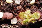 Drosera hamiltonii seedling Darwiniana.jpg