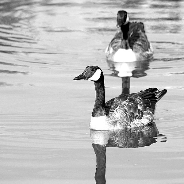 File:Ducks, black and white (15453867275).jpg