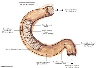 Suspensory muscle of duodenum A thin muscle connecting the junction between the duodenum, jejunum, and duodenojejunal flexure to connective tissue surrounding the superior mesenteric artery and coeliac artery