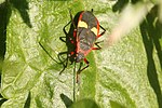 Miniatura para Dysdercus albofasciatus