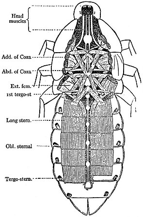 EB1911 Hexapoda - Ventral Muscles and Nerve Cord of Cockroach.jpg