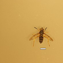 Spilomyia longicornis Eastern Hornet Fly.tif