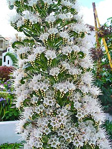 Echium simplex Flowers