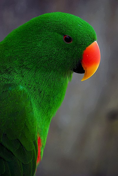 File:Eclectus roratus -Cairns Wildlife Dome, Cairns, Queensland, Australia -male-8a.jpg