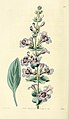 Edwards' botanical register, or, Ornamental flower-garden and shrubbery .. (1829-1847) (20983710668).jpg