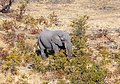 * Nomination African bush elephant (Loxodonta africana), Okavango Delta, Botswana --Poco a poco 10:26, 20 January 2019 (UTC) * Promotion  Support Good quality.--Horst J. Meuter 12:00, 20 January 2019 (UTC)