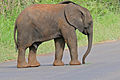 Elephant (Loxodonta africana) juvenile - it's a boy ... (16677206018).jpg