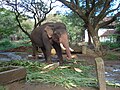 Elephant in guruvayoor farm