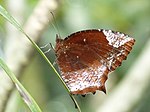 Elymnias hypermnestra male by Kadavoor.jpg