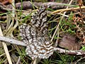 Ematurga atomaria (Linnaeus, 1758)