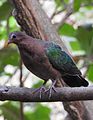 Emerald Dove Chalcophaps indica by Female Dr. Raju Kasambe DSCN1106 (7).jpg